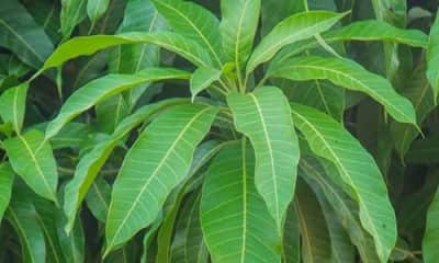 LIFESTYLE: 15 amazing medicinal benefits of mango leaves you should know.