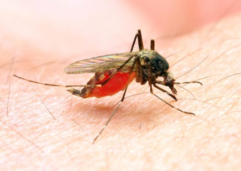 Malaria vaccine hailed as potential breakthrough
