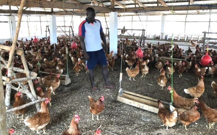 The dying Poultry Sector: Who is responsible?