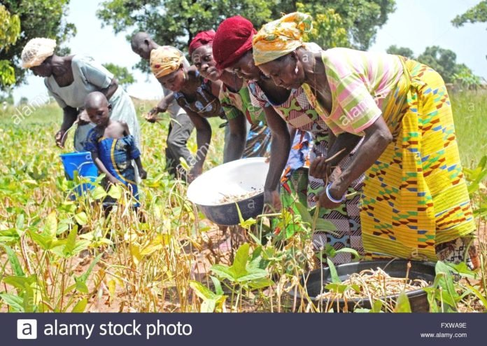 Farmers’ patronage in Agriculture Insurance is still low – GAIP.