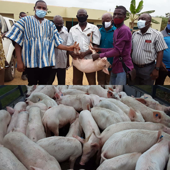 Pig farmers attribute the hike in the price of pork to the high cost of feed.